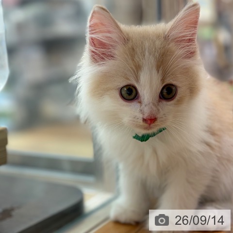 ノルウェージャンフォレストキャットの写真