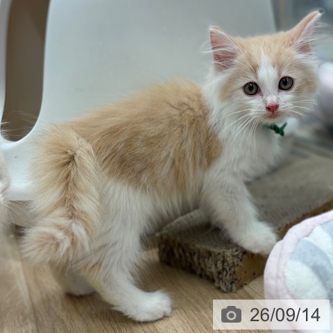 ノルウェージャンフォレストキャットの写真