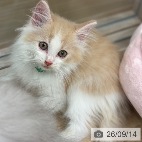 ノルウェージャンフォレストキャットの写真