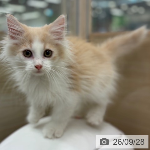 大阪府のノルウェージャンフォレストキャット (ペットプラス イオン大日店/2026年7月9日生まれ/男の子/クリームタビーホワイト)の子猫の4枚目の画像