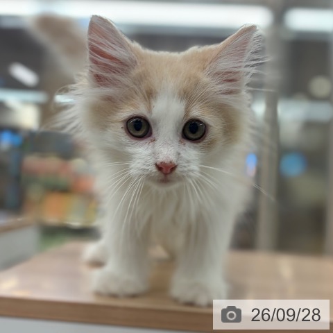 大阪府のノルウェージャンフォレストキャット (ペットプラス イオン大日店/2026年7月9日生まれ/男の子/クリームタビーホワイト)の子猫の3枚目の画像