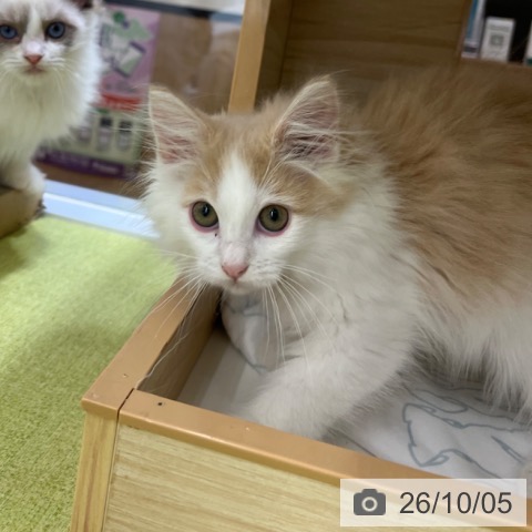 京都府のノルウェージャンフォレストキャット (ペットプラス 京都桂川店/2026年7月9日生まれ/女の子/クリームタビーホワイト)の子猫の3枚目の画像