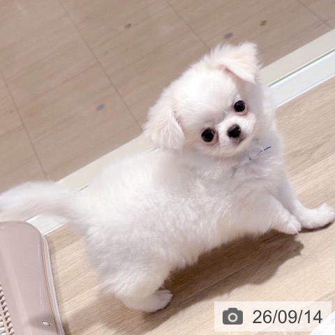 チワワの写真