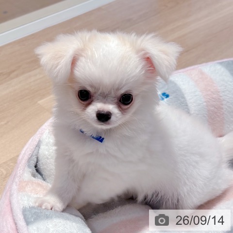 チワワの写真