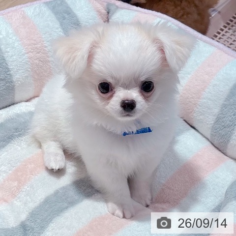 チワワの写真
