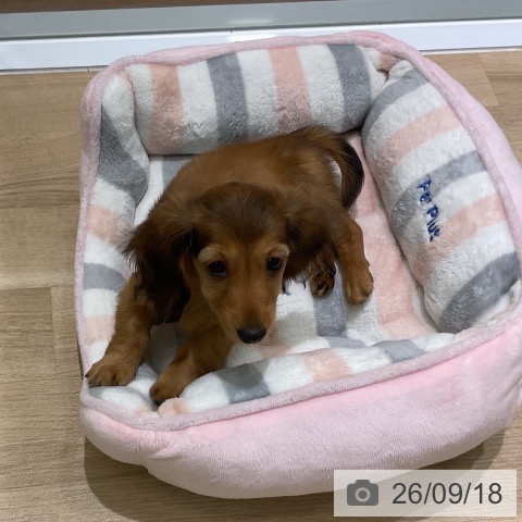 岩手県のミニチュアダックスフンド(ロング) (ペットプラス 盛岡南店/2026年7月13日生まれ/女の子/レッド)の子犬の4枚目の画像