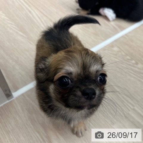 チワワの写真