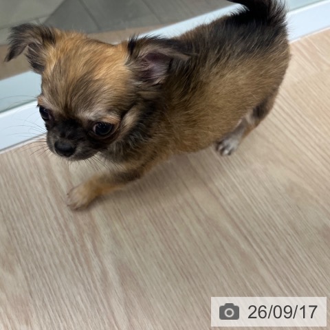チワワの写真