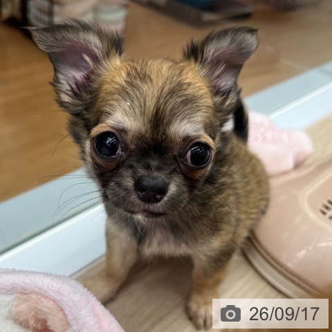 チワワの写真