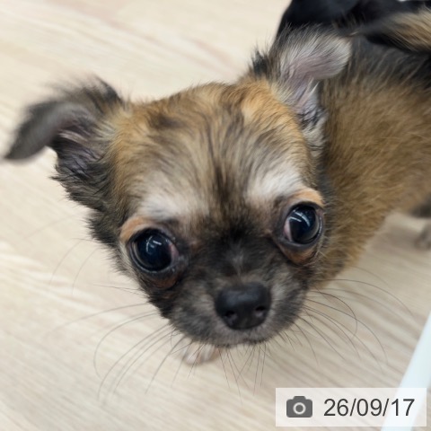 チワワの写真