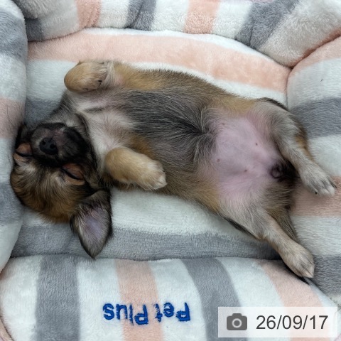 チワワの写真