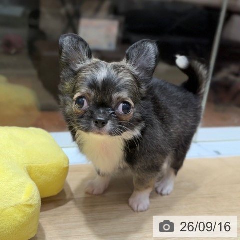 チワワの写真