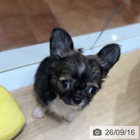 チワワの写真