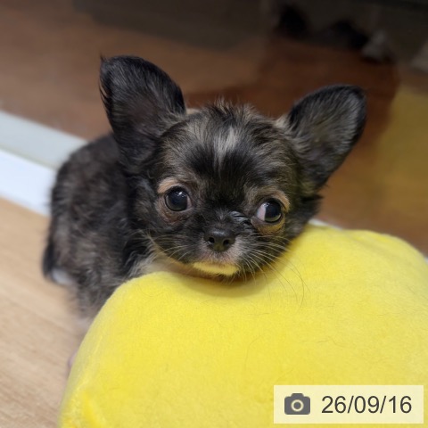 チワワの写真