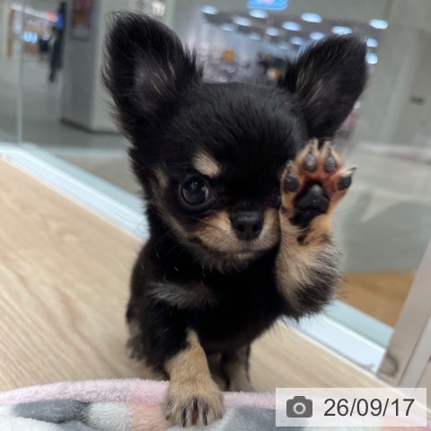 チワワの写真