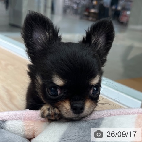 チワワの写真