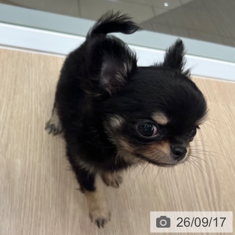 チワワの写真