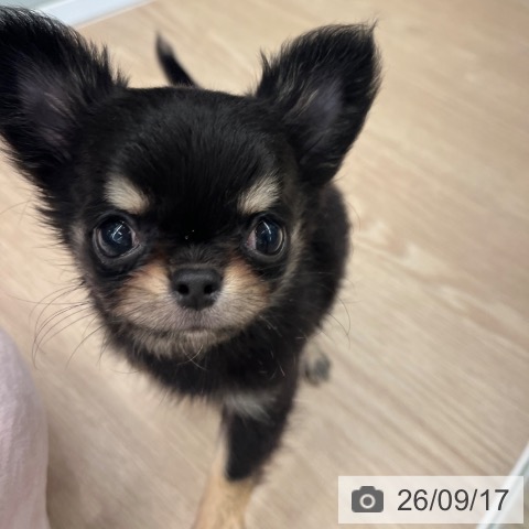 チワワの写真