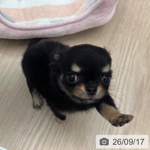 チワワの写真