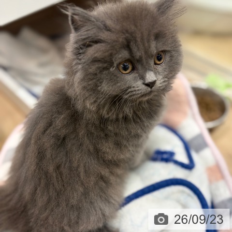 大阪府のブリティッシュロングヘアー (ペットプラス イオン大日店/2026年7月17日生まれ/男の子/ブルー)の子猫の4枚目の画像