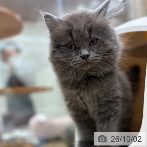 大阪府のブリティッシュロングヘアー (ペットプラス イオン大日店/2026年7月17日生まれ/男の子/ブルー)の子猫の3枚目の画像