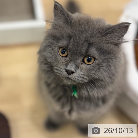 大阪府のブリティッシュロングヘアー (ペットプラス イオン大日店/2026年7月17日生まれ/男の子/ブルー)の子猫の3枚目の画像