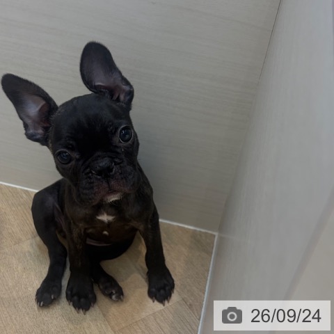 フレンチ・ブルドッグの写真