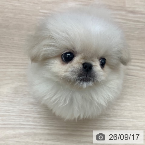 ペキニーズの写真