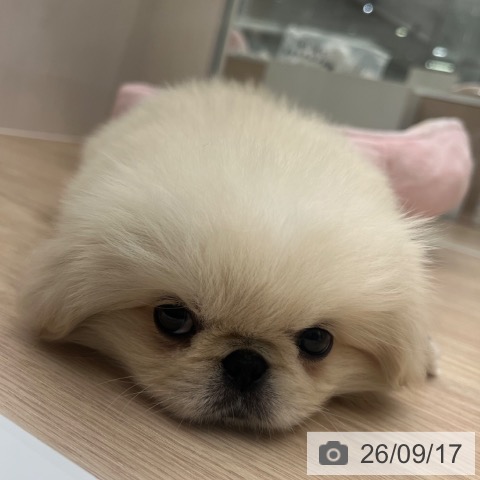 ペキニーズの写真