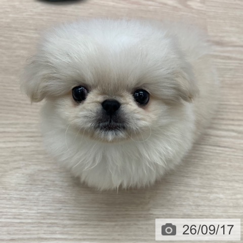 ペキニーズの写真