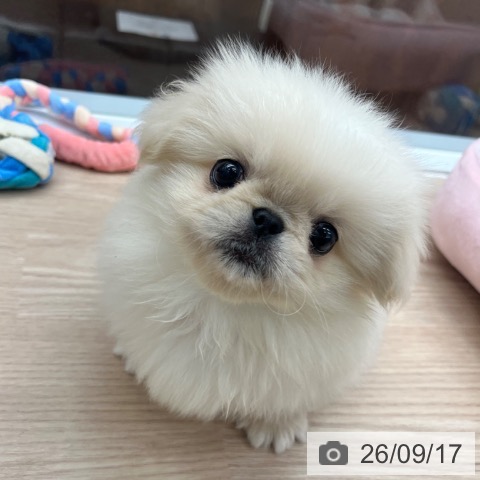 ペキニーズの写真