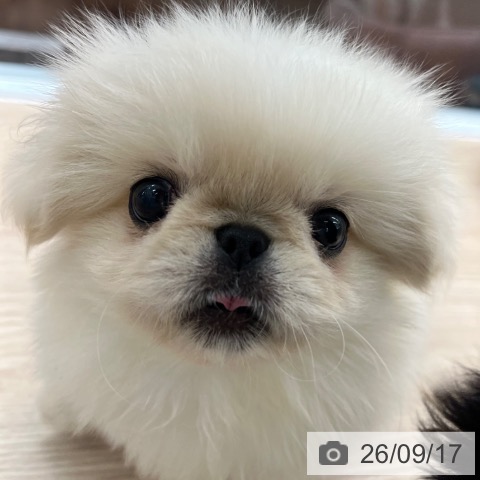 ペキニーズの写真