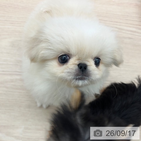 ペキニーズの写真