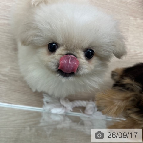 ペキニーズの写真
