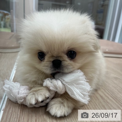 ペキニーズの写真