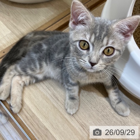 新潟県のマンチカン (ペットプラス 新潟亀田インター店/2026年7月6日生まれ/女の子/ブルークリーム)の子猫の3枚目の画像