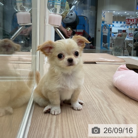 チワワの写真