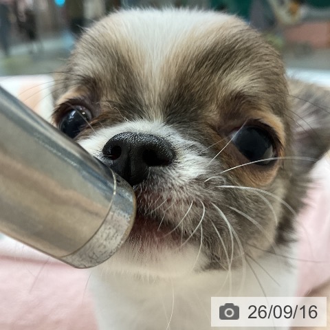 チワワの写真