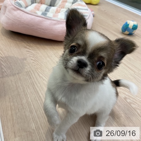 チワワの写真