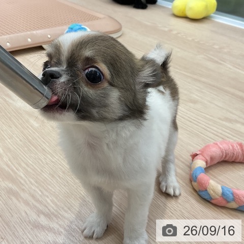 チワワの写真