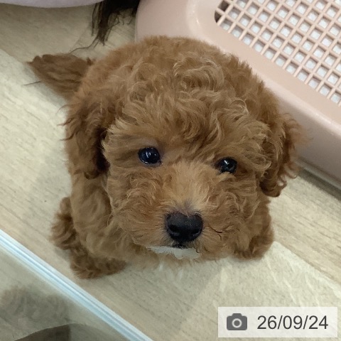 大阪府のトイプードル(トイ) (ペットプラス りんくう泉南店/2026年7月17日生まれ/男の子/レッドフォーン)の子犬の3枚目の画像