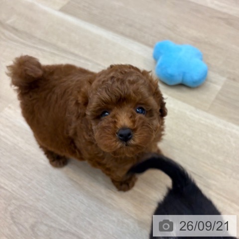 京都府のトイプードル(トイ) (ペットプラス 久御山店/2026年7月18日生まれ/男の子/レッドフォーン)の子犬の4枚目の画像