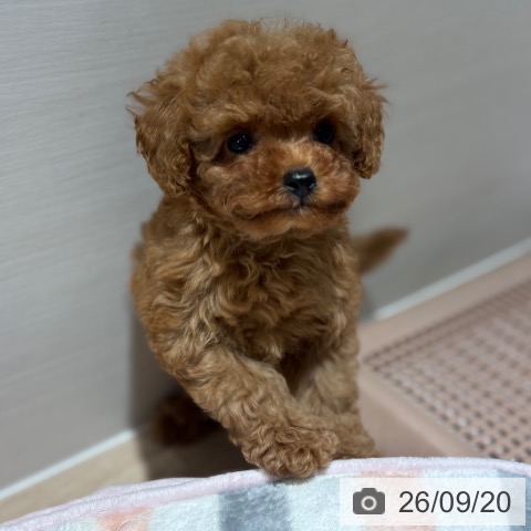 兵庫県のトイプードル(トイ) (ペットプラス 神戸三宮店/2026年7月19日生まれ/男の子/レッドフォーン)の子犬の3枚目の画像