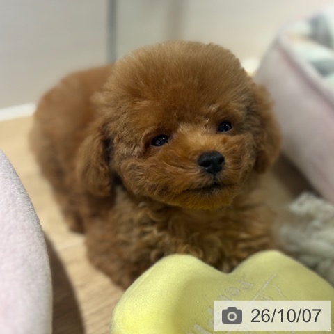 兵庫県のトイプードル(トイ) (ペットプラス 神戸三宮店/2026年7月19日生まれ/男の子/レッドフォーン)の子犬の4枚目の画像