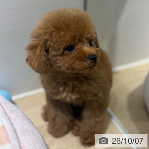 兵庫県のトイプードル(トイ) (ペットプラス 神戸三宮店/2026年7月19日生まれ/男の子/レッドフォーン)の子犬の3枚目の画像