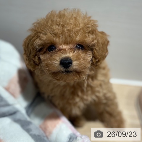 兵庫県のトイプードル(トイ) (ペットプラス 神戸三宮店/2026年7月19日生まれ/男の子/レッドフォーン)の子犬の4枚目の画像