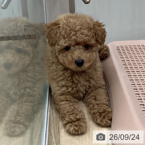 大阪府のトイプードル(トイ) (ペットプラス りんくう泉南店/2026年7月20日生まれ/男の子/オレンジフォーン)の子犬の4枚目の画像