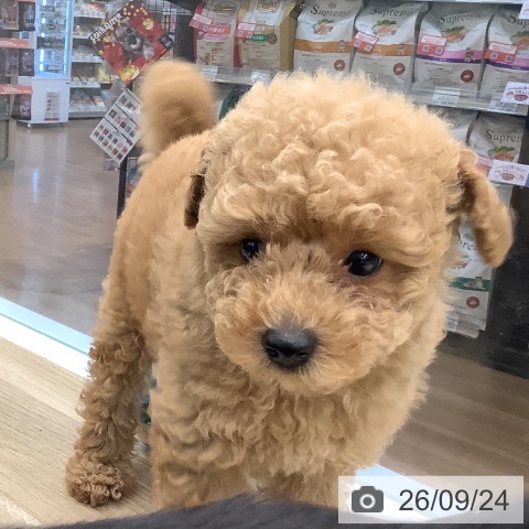 大阪府のトイプードル(トイ) (ペットプラス りんくう泉南店/2026年7月20日生まれ/男の子/オレンジフォーン)の子犬の3枚目の画像