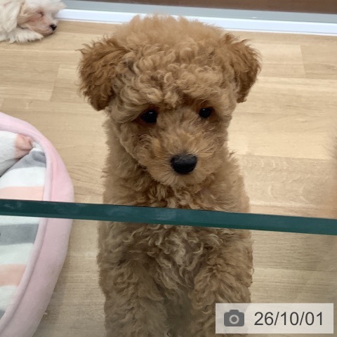 大阪府のトイプードル(トイ) (ペットプラス りんくう泉南店/2026年7月20日生まれ/男の子/オレンジフォーン)の子犬の3枚目の画像