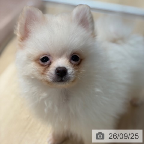 大阪府のポメラニアン (ペットプラス イオン大日店/2026年7月20日生まれ/男の子/クリーム)の子犬の4枚目の画像